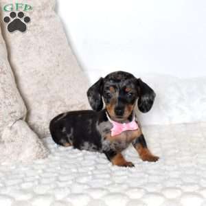 Bubbles-Mini, Dachshund Puppy