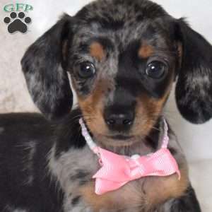 Bubbles-Mini, Dachshund Puppy