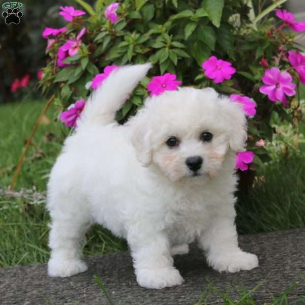 Bubbles, Bichon Frise Puppy