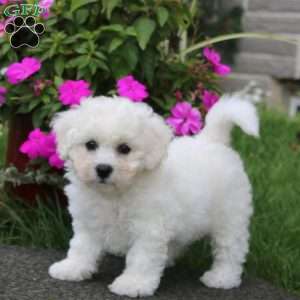 Bubbles, Bichon Frise Puppy