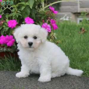 Bubbles, Bichon Frise Puppy