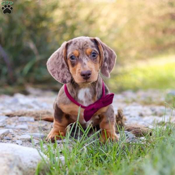 Buddy, Dachshund Puppy
