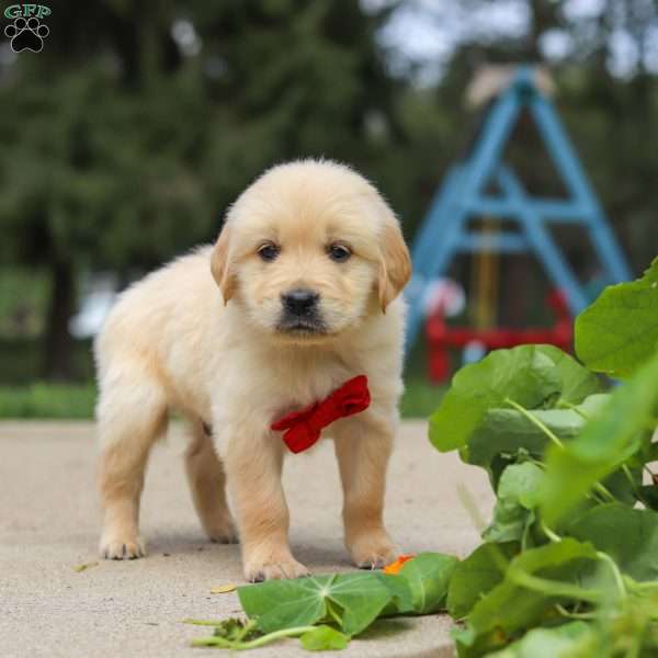 Buddy, English Cream Golden Retriever Puppy