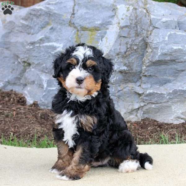 Buddy, Mini Bernedoodle Puppy