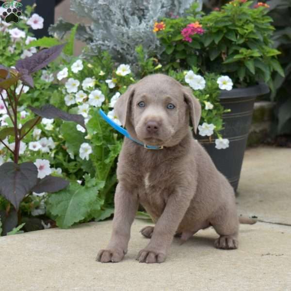 Buddy, Silver Labrador Retriever Puppy