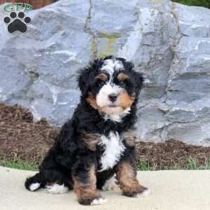 Buddy, Mini Bernedoodle Puppy