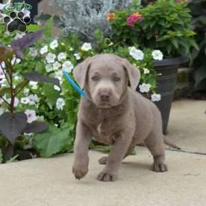 Buddy, Silver Labrador Retriever Puppy