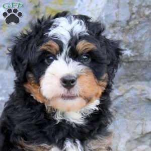 Buddy, Mini Bernedoodle Puppy