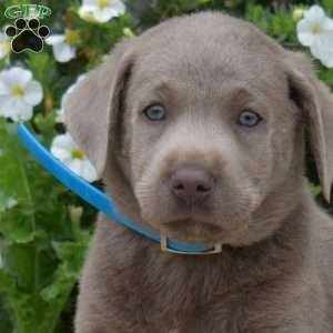 Buddy, Silver Labrador Retriever Puppy