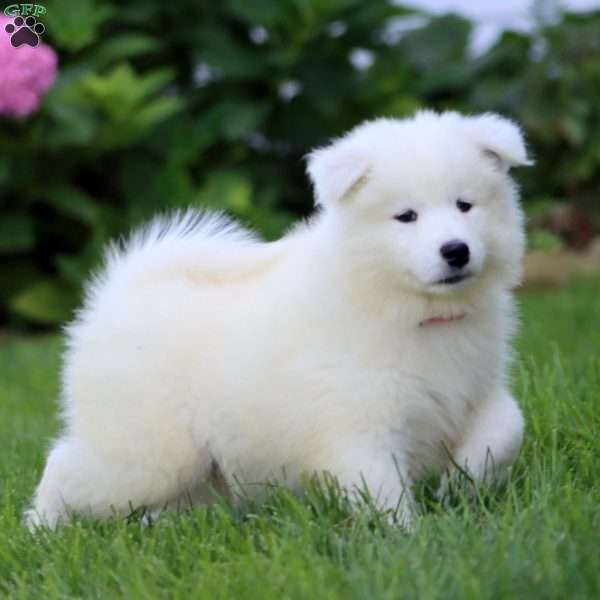 Buddy, Samoyed Puppy