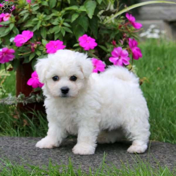 Buddy, Bichon Frise Puppy