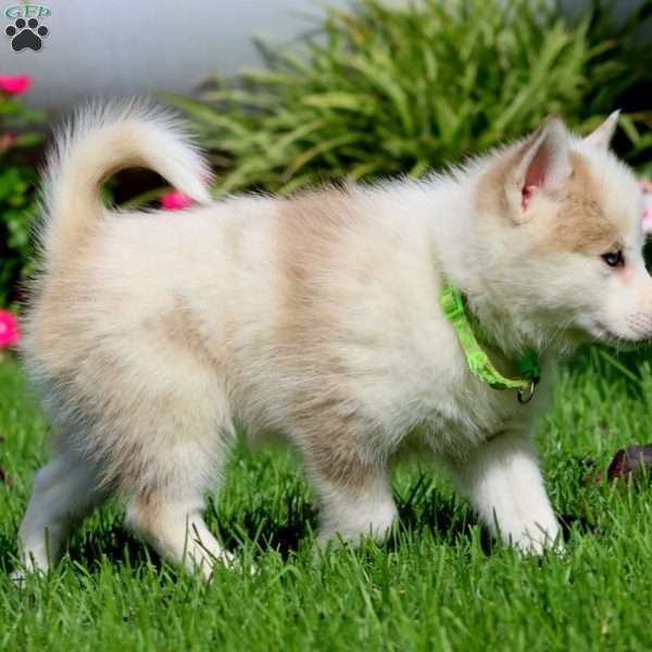 Buddy, Pomsky Puppy