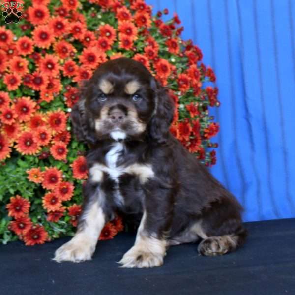 Buddy, Cocker Spaniel Puppy
