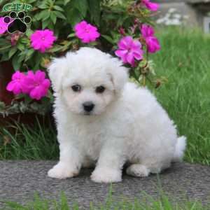 Buddy, Bichon Frise Puppy