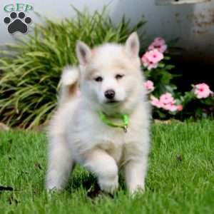 Buddy, Pomsky Puppy