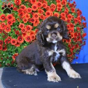 Buddy, Cocker Spaniel Puppy