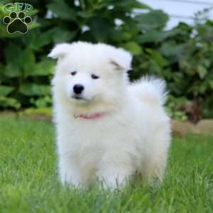 Buddy, Samoyed Puppy