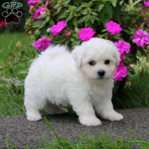 Buddy, Bichon Frise Puppy