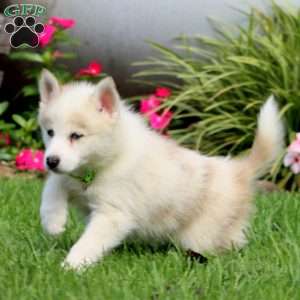 Buddy, Pomsky Puppy