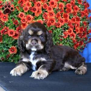 Buddy, Cocker Spaniel Puppy