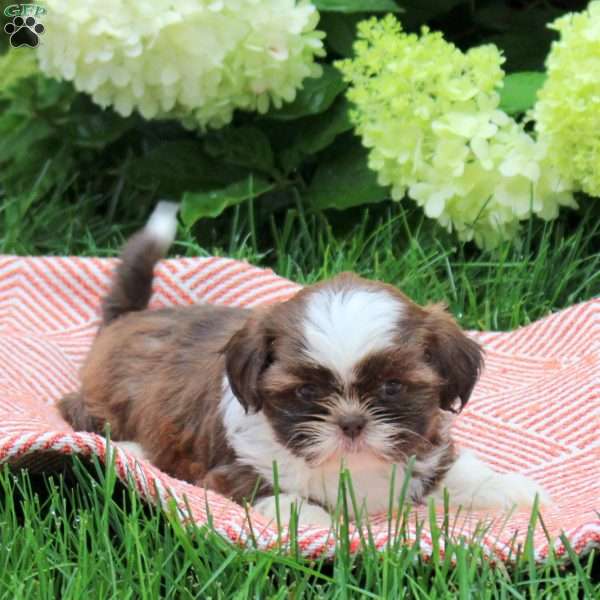 Bunny, Shih Tzu Puppy