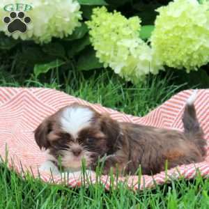 Bunny, Shih Tzu Puppy