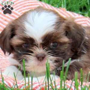 Bunny, Shih Tzu Puppy