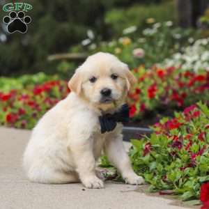 Burnell, English Cream Golden Retriever Puppy
