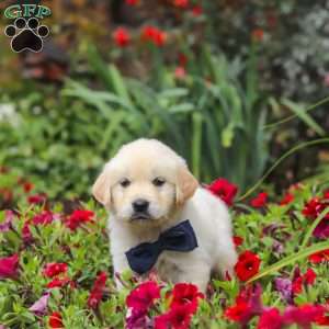 Burnell, English Cream Golden Retriever Puppy