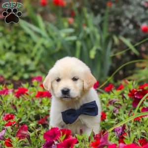 Burnell, English Cream Golden Retriever Puppy