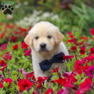 Burnell, English Cream Golden Retriever Puppy