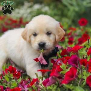 Burnell, English Cream Golden Retriever Puppy