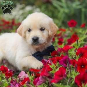 Burnell, English Cream Golden Retriever Puppy