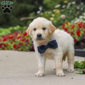 Burnell, English Cream Golden Retriever Puppy