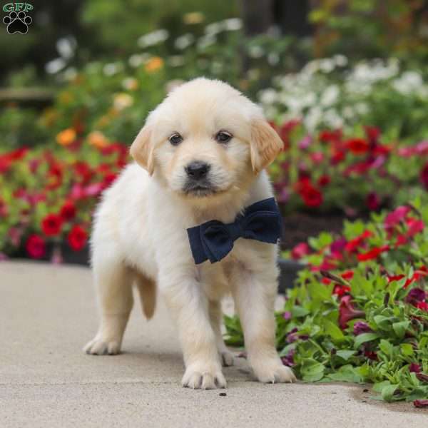 Burnell, English Cream Golden Retriever Puppy