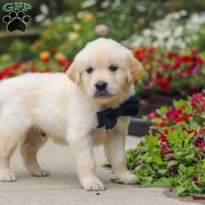 Burnell, English Cream Golden Retriever Puppy