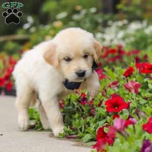 Burnell, English Cream Golden Retriever Puppy