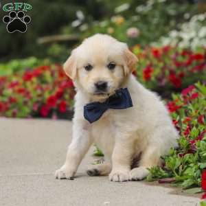 Burnell, English Cream Golden Retriever Puppy