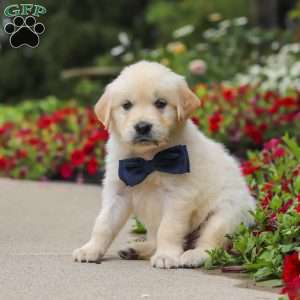 Burnell, English Cream Golden Retriever Puppy