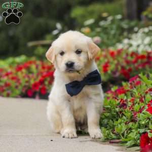 Burnell, English Cream Golden Retriever Puppy