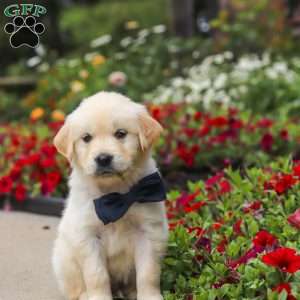Burnell, English Cream Golden Retriever Puppy