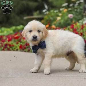 Burnell, English Cream Golden Retriever Puppy