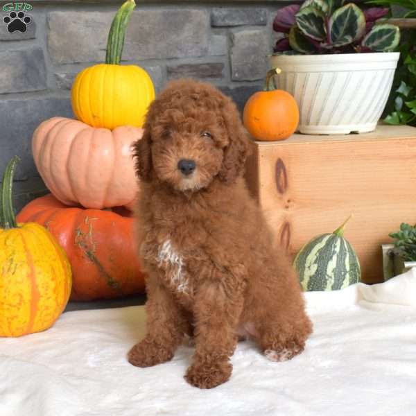 Buster, Miniature Poodle Puppy