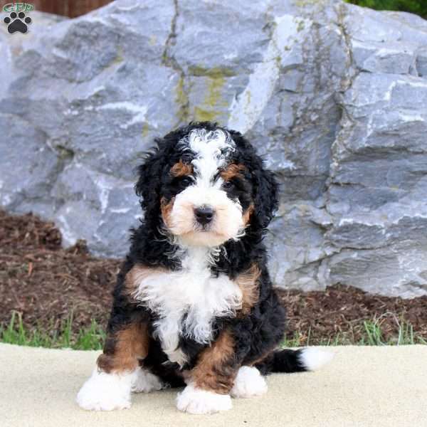 Buster, Mini Bernedoodle Puppy