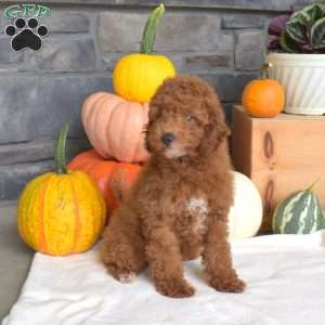 Buster, Miniature Poodle Puppy