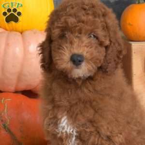 Buster, Miniature Poodle Puppy