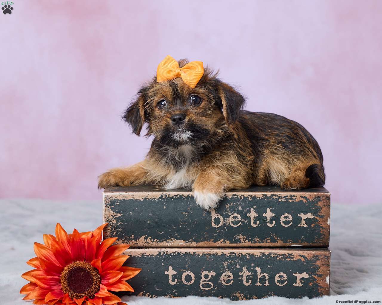 Buttercup, Shorkie