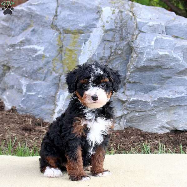 Buttercup, Mini Bernedoodle Puppy