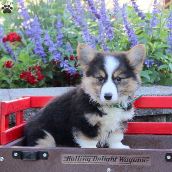 Buttercup, Pembroke Welsh Corgi Puppy