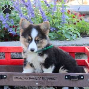 Buttercup, Pembroke Welsh Corgi Puppy